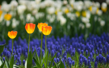 Картинка цветы разные+вместе весна природа лепестки тюльпаны плантация сад поле