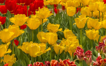 Картинка цветы тюльпаны луг лепестки поле весна