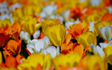 Картинка цветы тюльпаны поле луг лепестки весна