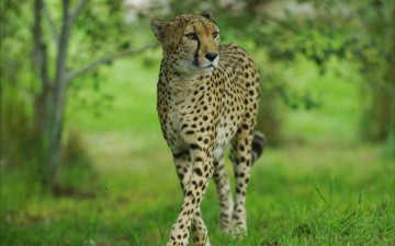 Картинка животные гепарды дикая кошка гепард грация