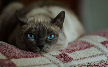 Картинка животные коты кот кошка глаза