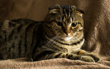 Картинка животные коты кот шотландец вислоухий