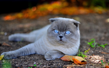 Картинка животные коты мордочка глаза взгляд скоттиш-фолд шотландский вислоухий