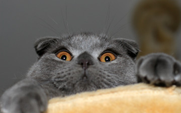 Картинка животные коты шотландская вислоухая скотиш фолд котэ кот кошка