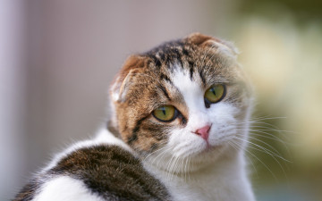 Картинка животные коты взгляд мордочка глаза скоттиш-фолд шотландский вислоухий
