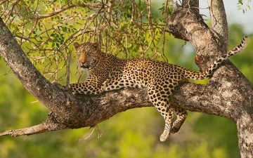 обоя животные, леопарды, отдых, на, дереве, ветки, леопард, дерево, дикая, кошка