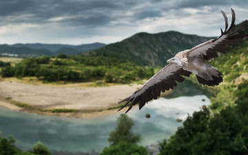 Картинка животные птицы+-+хищники природа крылья полёт птица гриф панорама