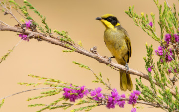 Картинка животные птицы цветы ветка оперение окрас птица