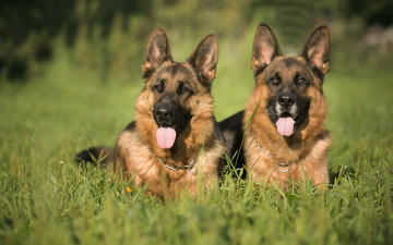 Картинка животные собаки пара трава овчарки