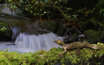 Картинка животные Ящерицы +игуаны +вараны фантастический листохвостый геккон природа мох камни сатанинский ящерица ручей