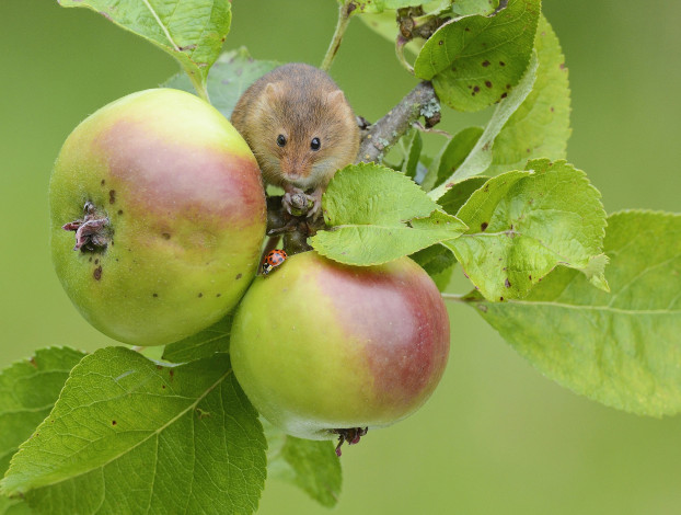 Обои картинки фото животные, крысы,  мыши, мышка, яблоки