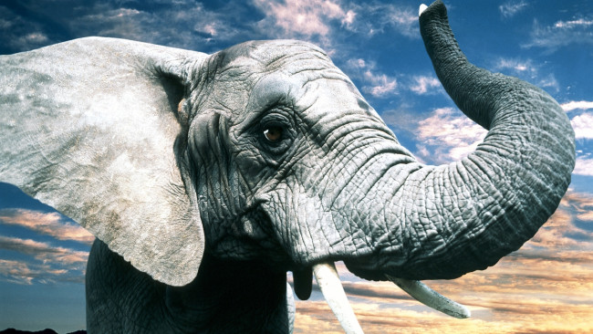 Обои картинки фото животные, слоны, уши, хобот, слон, глаза, серый, природа