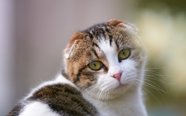Обои картинки фото животные, коты, взгляд, мордочка, глаза, скоттиш-фолд, шотландский, вислоухий