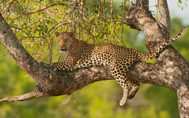 Обои картинки фото животные, леопарды, отдых, на, дереве, ветки, леопард, дерево, дикая, кошка