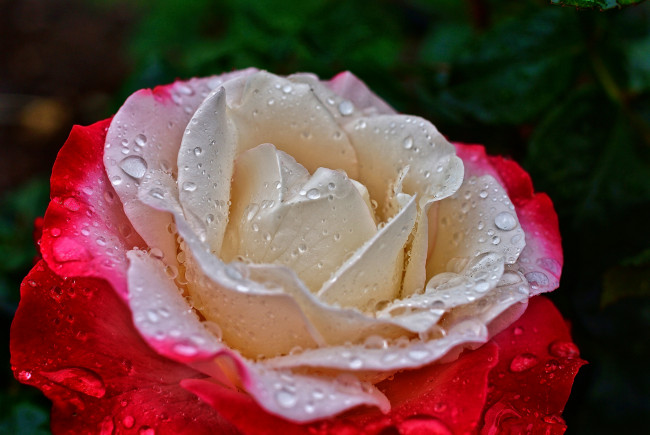 Обои картинки фото цветы, розы, лепестки, вода, роса, капли, роза, макро
