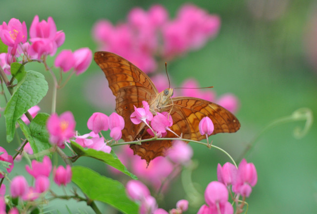 Обои картинки фото животные, бабочки,  мотыльки,  моли, насекомое, крылья, бабочка, растение, лепестки, цветок