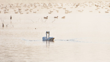 Картинка животные лебеди утки озеро