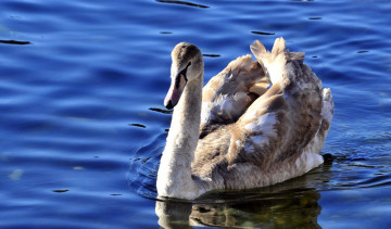 Картинка животные лебеди озеро серый лебедь