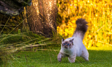 Картинка животные коты бирманская кошка кот прогулка пушистый хвост