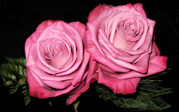 Картинка цветы розы макро много разноцветные цинния