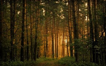 Картинка природа лес деревья свет дорога