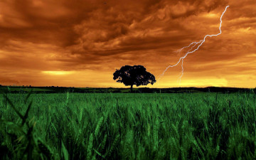 обоя природа, молния,  гроза, закат, дерево, поле, колосья, пшеница