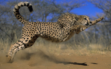 Картинка животные гепарды пыль гепард зверь хищник прыжок