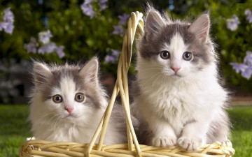 Картинка животные коты котята лужайка корзина