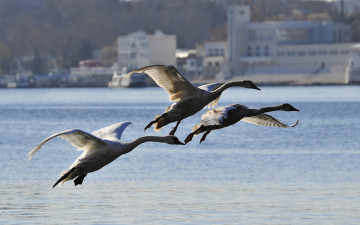 Картинка животные лебеди птицы здания море полет