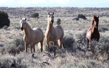 Картинка животные лошади кусты трава степь кони