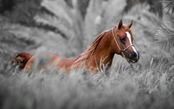 Картинка животные лошади недоуздок конь гнедой лошадь скакун арабский трава