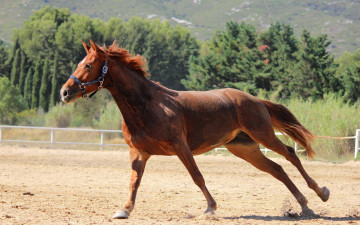 Картинка животные лошади пыль загон галоп рыжая лошадь