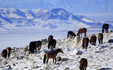 Картинка животные лошади снег зима горы табун
