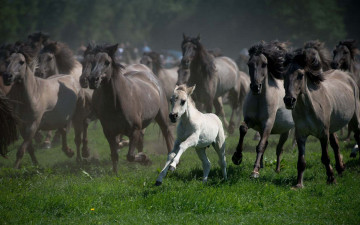 Картинка животные лошади трава белый жеребенок перегон табун