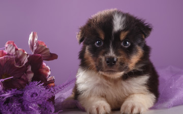 Картинка животные собаки цветы щенок