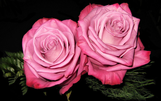 Обои картинки фото цветы, розы, макро, много, разноцветные, цинния