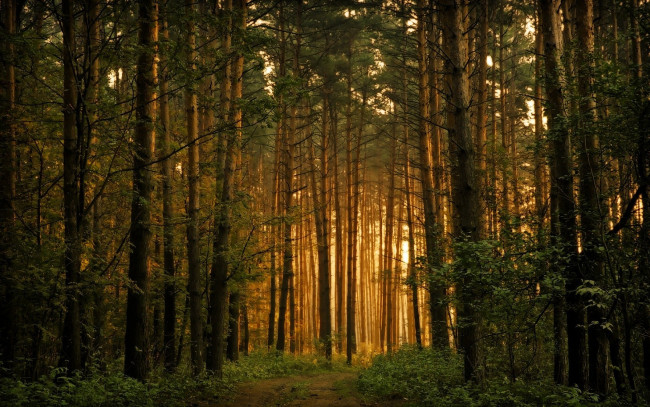 Обои картинки фото природа, лес, деревья, свет, дорога