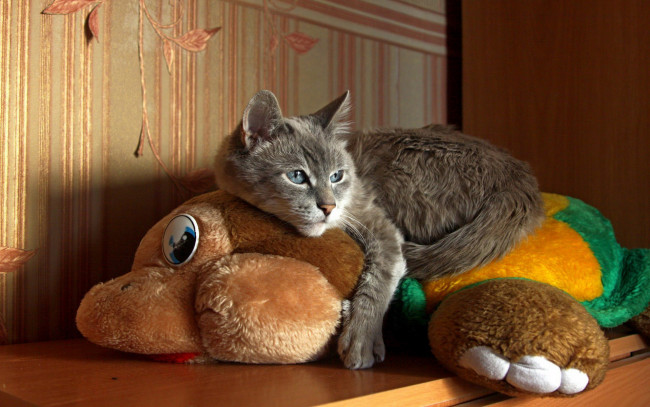 Обои картинки фото животные, коты, серый, кошка, игрушка, кот