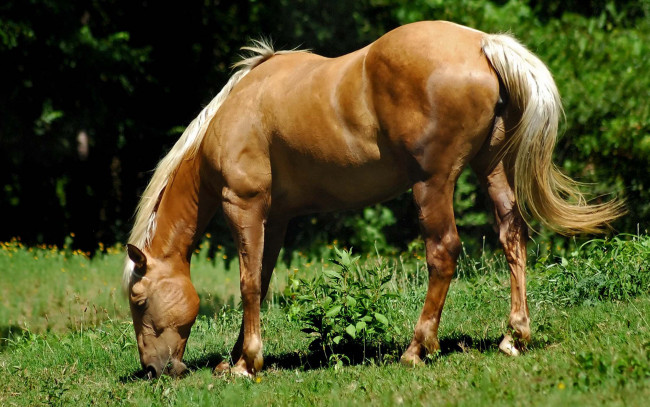 Обои картинки фото животные, лошади, игреневый, трава, пастбище, конь