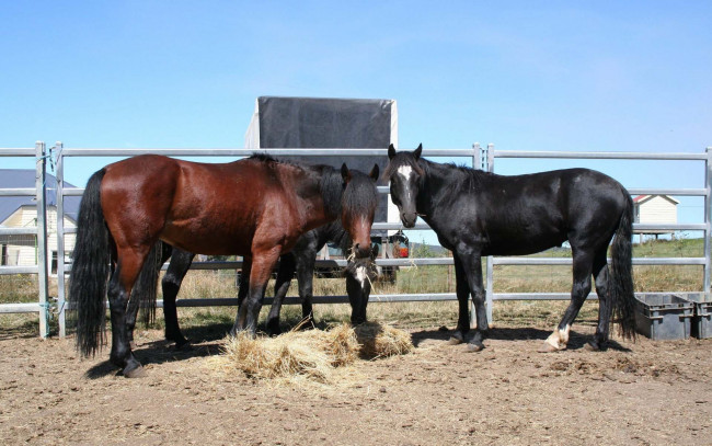 Обои картинки фото животные, лошади, кони, сено, загон