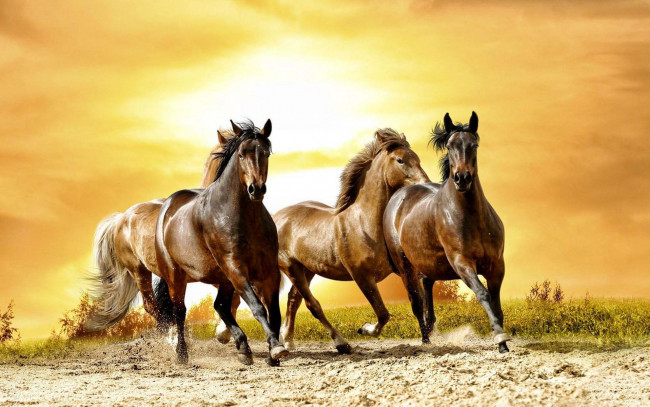 Обои картинки фото животные, лошади, песок, кони, закат, трава
