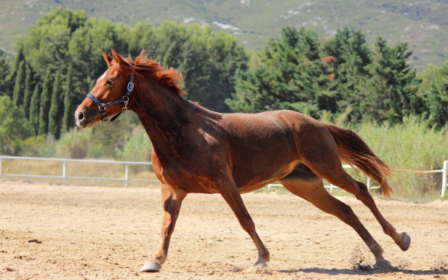 Обои картинки фото животные, лошади, пыль, загон, галоп, рыжая, лошадь