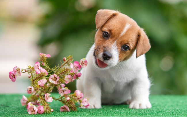 Обои картинки фото животные, собаки, щенок, цветы