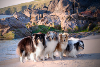 Картинка животные собаки побережье пушистики группа море