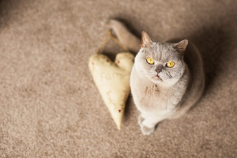 Картинка животные коты сердце