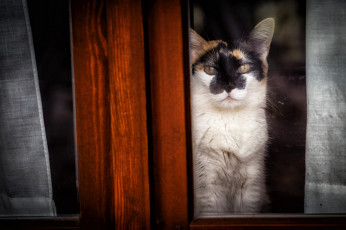 Картинка животные коты окно