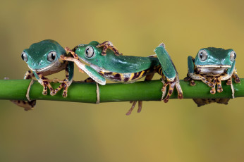 Картинка животные лягушки лапки зеленые веточка