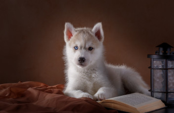 Картинка животные собаки книга фонарь