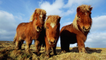 Картинка животные лошади пони трава мини гнедые лошадки