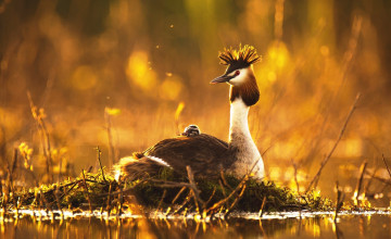 Картинка животные Чомги+ поганки болото чомги птица птенец